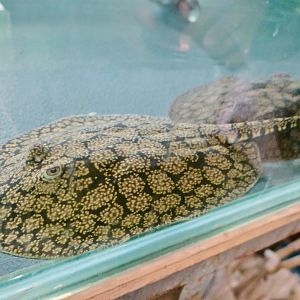 Potamotrygon marinae