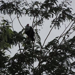 Seychelles blue pigeon (Alectroenas pulcherrimus)