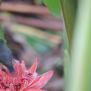 Seychelles sunbird (Cinnyris dussumier)