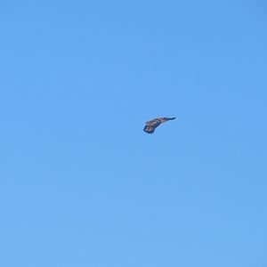 Wallace's hawk-eagle (Nisaetus nanus)