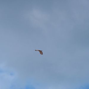 Jerdon's baza (Aviceda jerdoni)