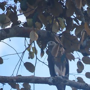 Lesser fish eagle (Haliaeetus humilis)