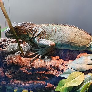 Iguana at dartmoor zoo