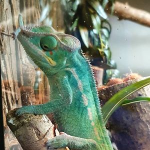 Panther chameleon at dartmoor zoo