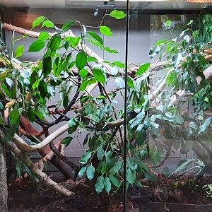 New and improved reptile enclosure at dartmoor zoo