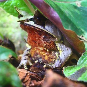 Fragile Forest - Malayan Horned Frog (Megophrys nasuta)