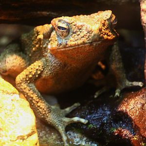 Fragile Forest - Giant River Toad (Phrynoidis juxtasper)
