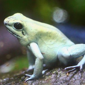 RepTopia - Golden Poison Frog