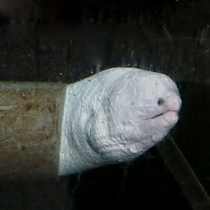 Leucistic Moray (Gynnothorax sp.)