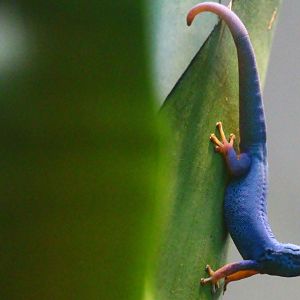 RepTopia - Electric Blue Gecko (Lygodactylus williamsi)
