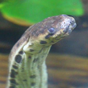 RepTopia - Elephant Trunk Snake (Acrochordus javanicus)