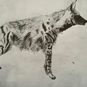 Striped hyena