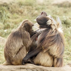 "Harry" Gelada in ecstasy!