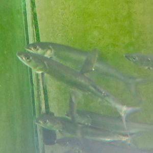 Yellowcheek/Kanyu (Elopichthys bambusa)