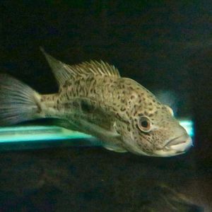 Haitian Cichlid (Nandopsis haitiensis)