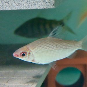 Silver Distichodus (Distichodus affinis)