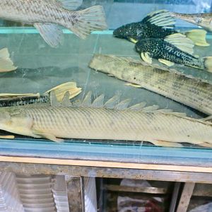 Congo Bichir (Polypterus congicus)