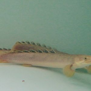 Marbled Bichir (Polypterus palmas palmas)