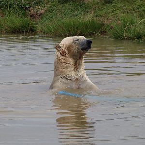 Polar Bear - 30 July 2020