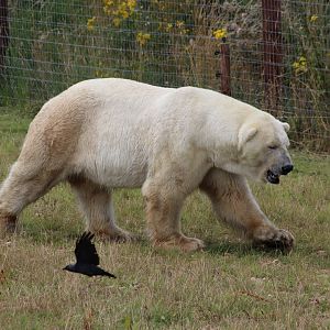 Polar Bear - 30 July 2020