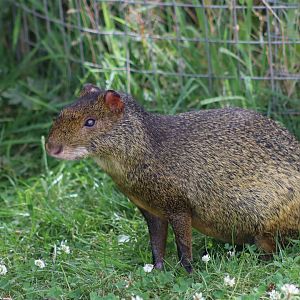 Azara's Agouti - 30 July 2020