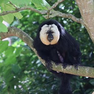 White-faced Saki - 30 July 2020