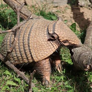 Six-banded Armadillo - 30 July 2020