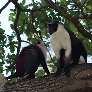 Roloway Monkeys - 30 July 2020