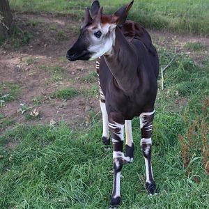 Okapi - 30 July 2020