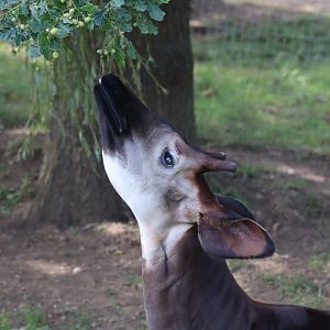 Okapi - 30 July 2020