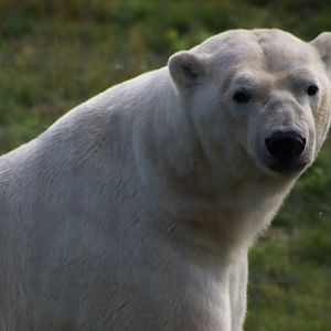Polar Bear - 30 July 2020