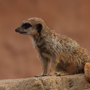 Meerkat - 30 July 2020