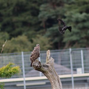 Common Buzzard (wild) - 30 July 2020