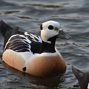Steller's eider (Polysticta stelleri)