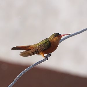 Cinnamon hummingbird (Amazilia rutila)