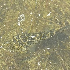 Checkered pufferfish (Sphoeroides testudineus)