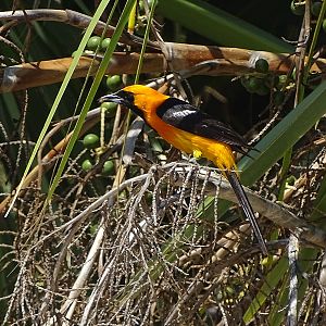 Hooded oriole male (Icterus cucullatus)