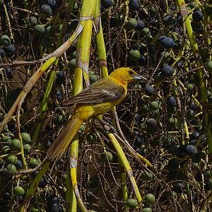 Hooded oriole female (Icterus cucullatus)
