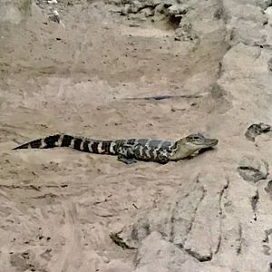2/3/19 Juvenile American Alligator
