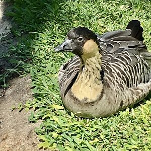 6/17/19 Hawaiian Goose, Kauai, HI
