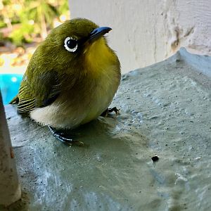6/20/19 Warbling White-Eye, Kauai, HI