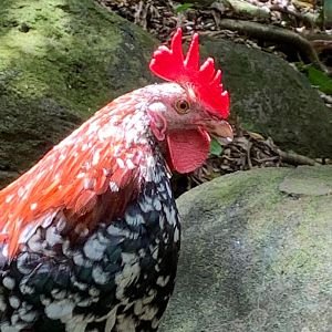 6/20/19 Domestic Chicken/Red Junglefowl, Kauai, HI
