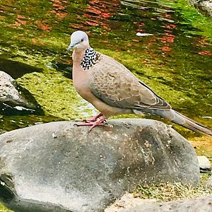 6/21/19 Spotted Dove, Kauai, HI