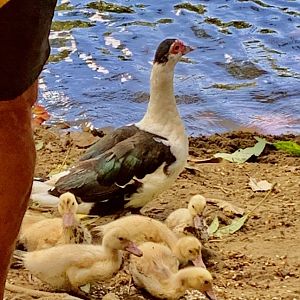 6/20/19 Domestic Muscovy Ducks, Kauai, HI