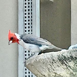 6/24/19 Red-crested Cardinal, Maui, HI