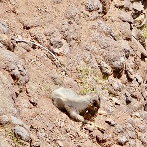 6/18/19 Domestic Goat, Kauai, HI