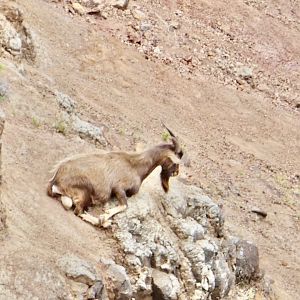 6/18/19 Domestic Goat, Kauai, HI
