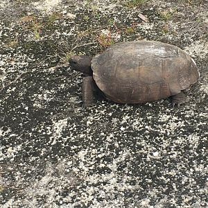 12/26/19 Gopher Tortoise, Collier County, FL
