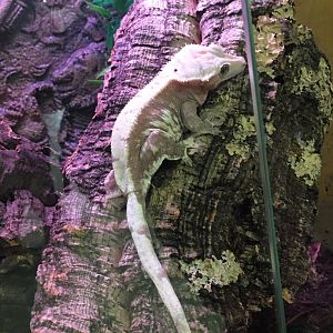 3/7/20 Crested Giant Gecko