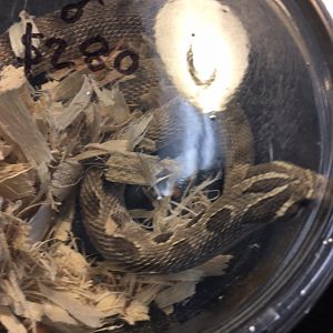 3/7/20 Plains Hognose Snake